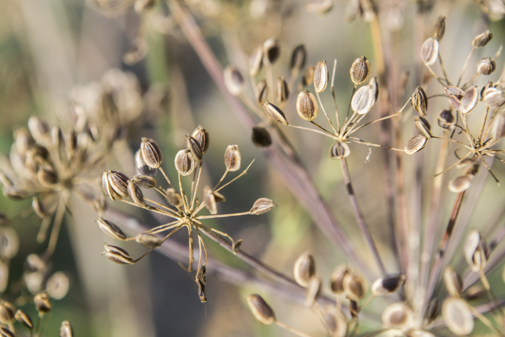 Fennel seeds